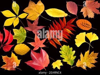 Herbstblaetter; bunt, leuchtend, Foto Stock