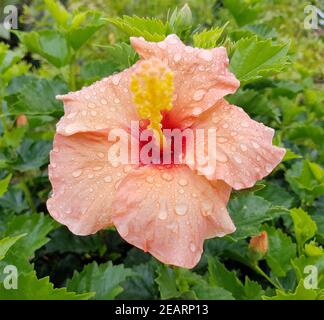 Hibiscus rosa-sinensis, Roseneibisch Foto Stock