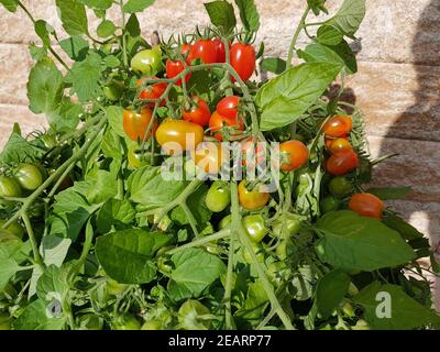 Pflaumen-Buschtomate, Romello, F1, Lycopersicon, esculentum Foto Stock