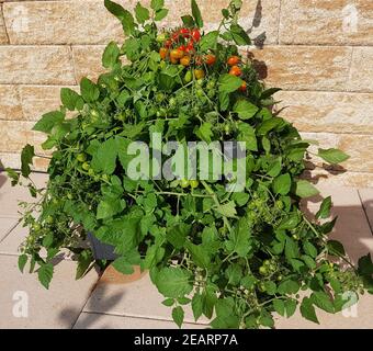 Pflaumen-Buschtomate, Romello, F1, Lycopersicon, esculentum Foto Stock