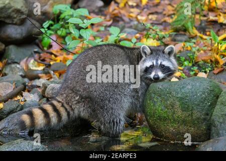 Raccoon (Procyon lotor), specie invasive native del Nord America, lavaggio di cibo in acqua da ruscello / ruscello Foto Stock