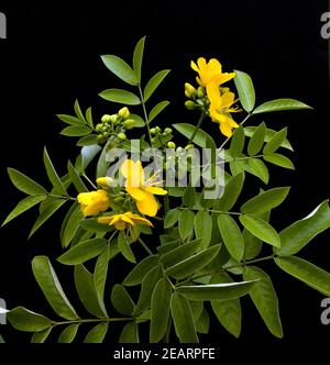 Chinesische Senna, Heilpflanzen, Foto Stock