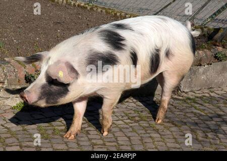 Buntes Bentheimer Schwein Sus scrofa domesticus Arche-Hof Bedrohte gefaehrdet Foto Stock