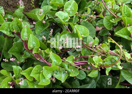 Ceylon-Spinat, Basella Rubra Foto Stock