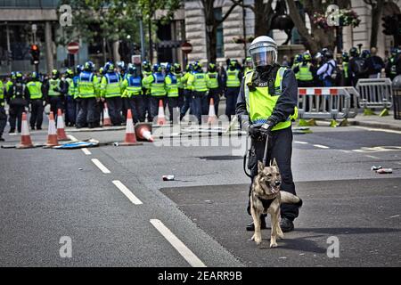 Londra 13 giugno 2020 il cane da attacco della polizia è portato in una situazione di sommosse con gruppi di estrema destra anti razzisti e BLM . Foto Stock