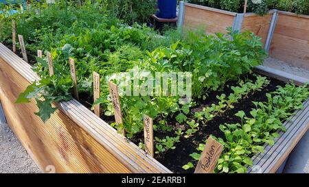 Hochbeet, Kraeuter, Gemuese Foto Stock