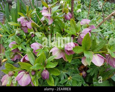 Nieswurz Lenzrose, Christrose Helleboro Foto Stock