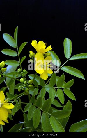 Chinesische Senna, Heilpflanzen, Foto Stock