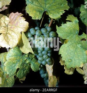 Riesling Weisse Weintrauben Foto Stock