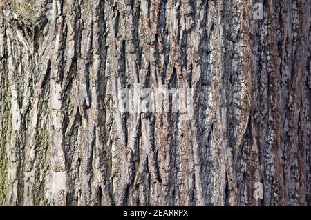 Lindenbaum Stamm, Rinde Tilia Foto Stock