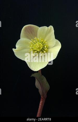 Christrose, Helleboro, helleborus-x-ballardiae, cannella, neve Foto Stock