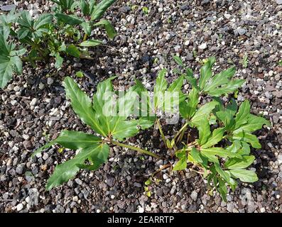 Christrose; Helleborus niger; Keimling, Sproessling Foto Stock