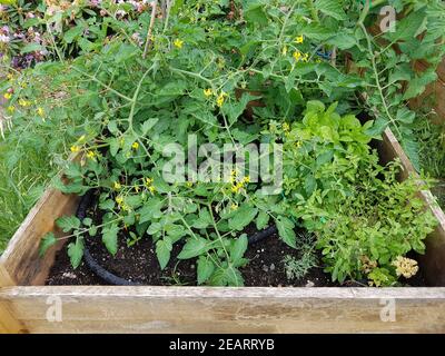 Pflaumen-Buschtomate, Romello, F1, pomodori, Lycopersicon esculentum, Foto Stock