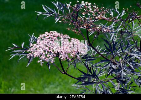 Holunder; Sambucus nigra; pizzo nero; Foto Stock