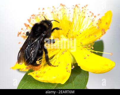 Johanniskraut, Holzbiene, Xylocopa violacea, Grosse Foto Stock