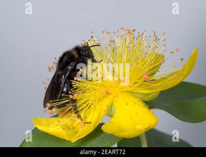 Johanniskraut, Holzbiene, Xylocopa violacea, Grosse Foto Stock