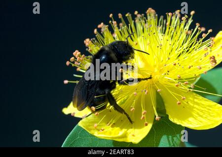 Johanniskraut, Holzbiene, Xylocopa violacea, Grosse Foto Stock