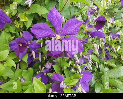 Clematis Jackmanii Clematis-Hybride Foto Stock