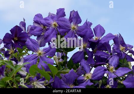 La clematide Jackmanii, Clematis-Hybride Foto Stock