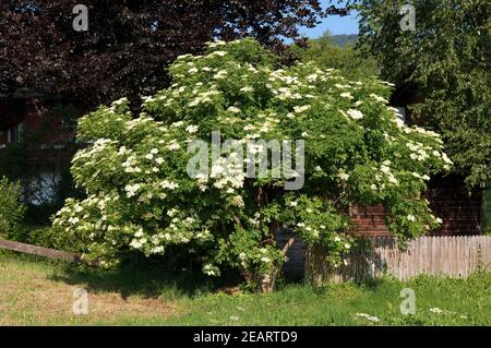 Holunder; Sambucus nigra; Foto Stock