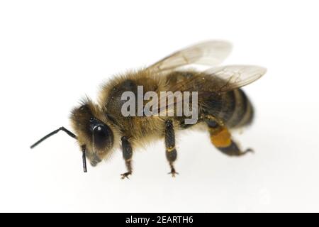 Biene Apis mellifera Honigbiene Insekt Foto Stock