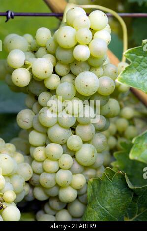 Trebbiano Toscano Foto Stock