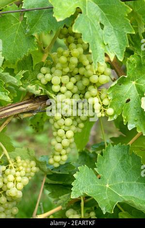 Trebbiano Toscano Weisse Weintrauben Foto Stock