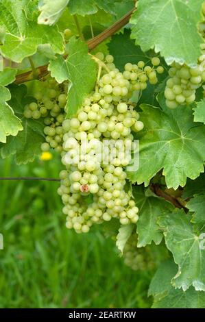 Trebbiano Toscano, Weinsorte Foto Stock