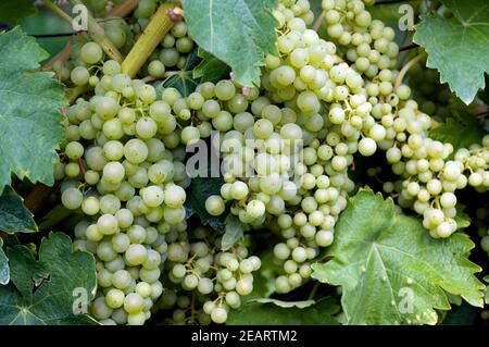 Trebbiano Toscano Weisse Weintrauben Foto Stock