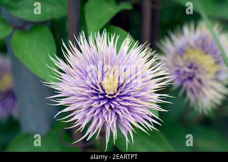 Clematis, Cristallo, Fontana Foto Stock