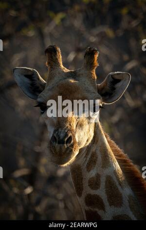 Primo piano di faccia della giraffa meridionale fissando Foto Stock