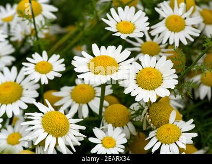 Roemischer Bertram, Anacyclus, piretro Foto Stock