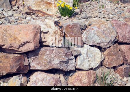 Steingarten frisch, bepflanzt, Pflanzen, junge Foto Stock