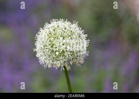 Primo piano di una singola testa di fiori di Allium bianco piantata in un bordo misto di un cottage con giardino. Maggio, Inghilterra, Regno Unito Foto Stock