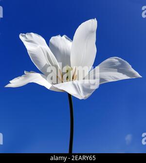 Tulipa Clearwater, Tulpenbluete Foto Stock