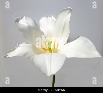 Tulipa Clearwater, Tulpenbluete Foto Stock