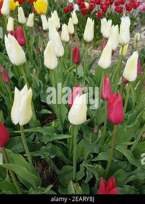 Tulipa cuore, Tulpenbluete Foto Stock