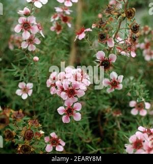 Rosenmyrte Leptospermum scoparium Foto Stock