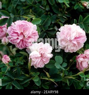 Damascener Rose, Blush Damask Foto Stock