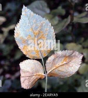 Rosenrost, Rosenkrankheit Foto Stock