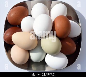 Huehnereier, Eier, ungefaerbt Foto Stock