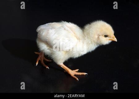 Huehnerkueken, Huehner, Kueken, Haustier Foto Stock