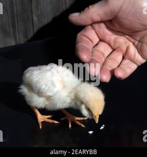 Huehnerkueken, Huehner, Kueken, Haustier Foto Stock