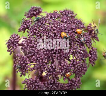 Rote Engelwurz, Angelica gigas Foto Stock