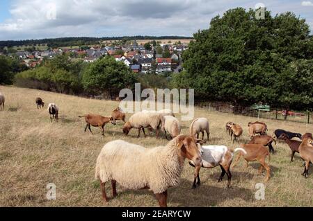 Coburger, Fuchsschaf, Arche-Hof, Bedrohte, gefaehrdet Foto Stock