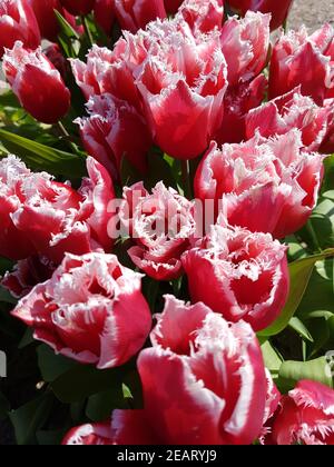 Tulipa, Canasta, Tulpenbluete Foto Stock