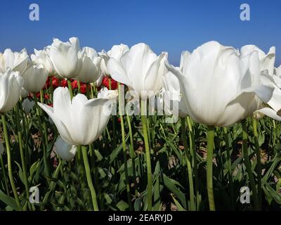 Tulipa, Clearwater, Tulpenbluete Foto Stock