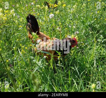 Vorwerkhuhn Foto Stock