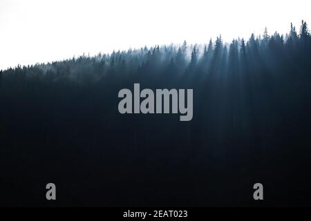 Foresta magica con sole mattutino che si inforta attraverso la nebbia - foto di paesaggio iride e sognante Foto Stock