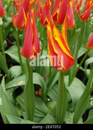 Tulipa, Vola via, Tulpenbluete Foto Stock